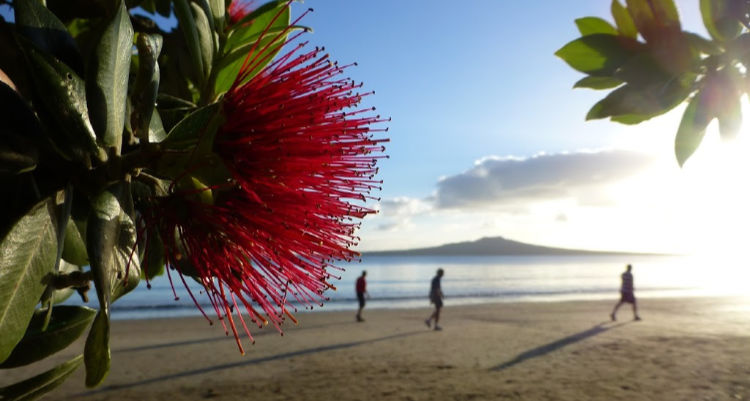 New Zealand beach at Christmas time with flowering Pohutukawa tree